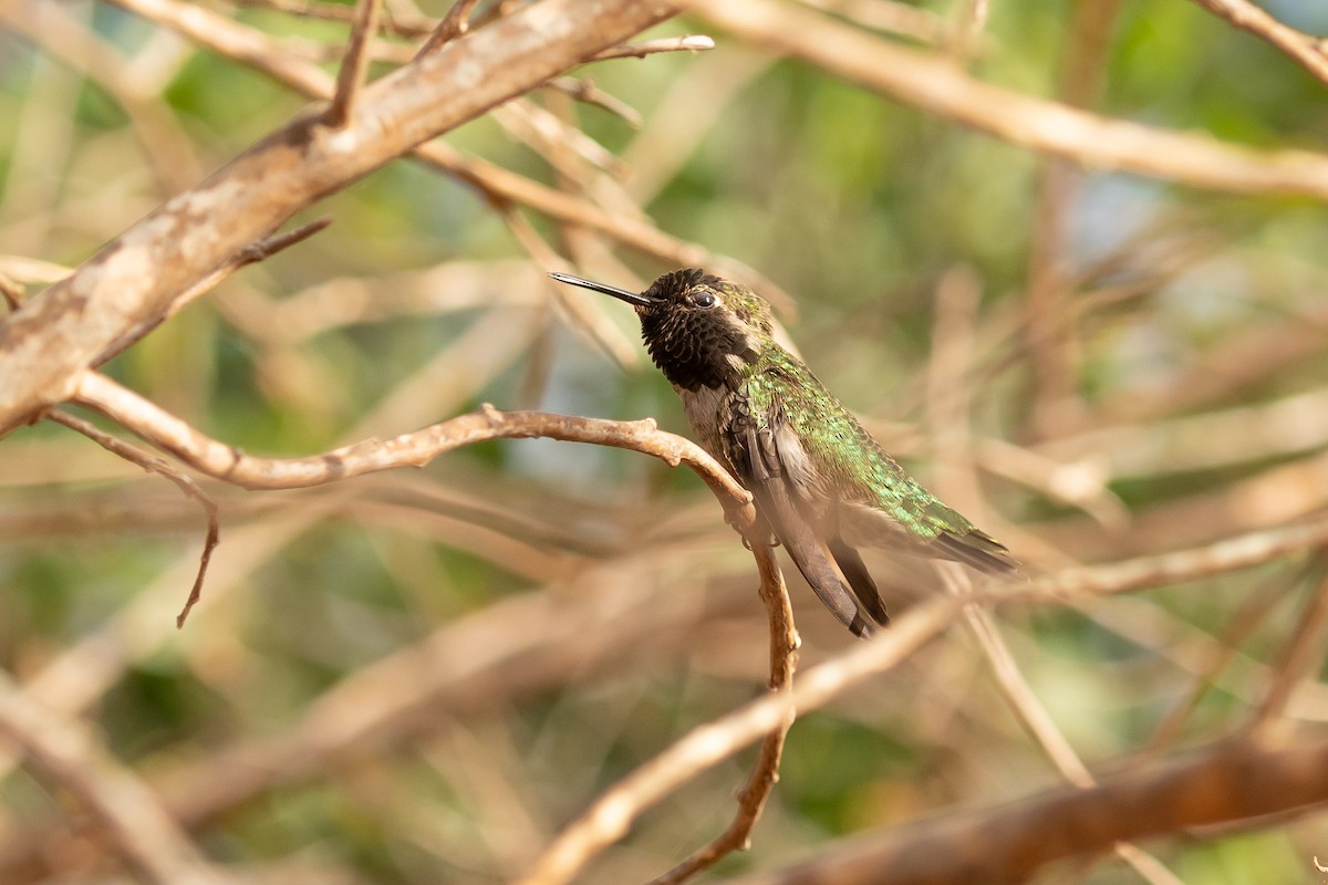 Anna's Hummingbird - ML383016411