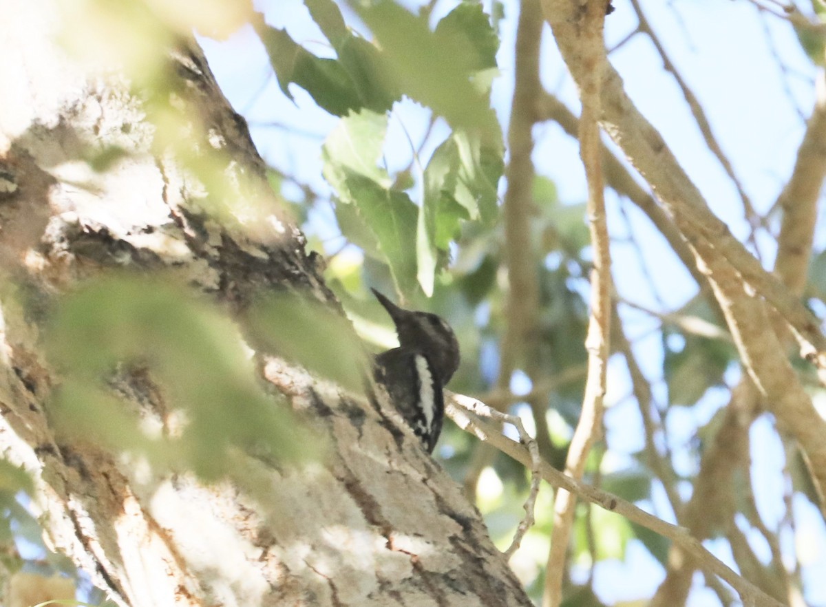 sapsucker sp. - Kerry Ross