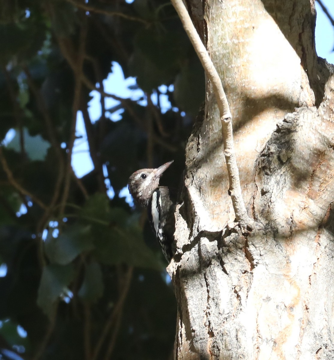 sapsucker sp. - Kerry Ross