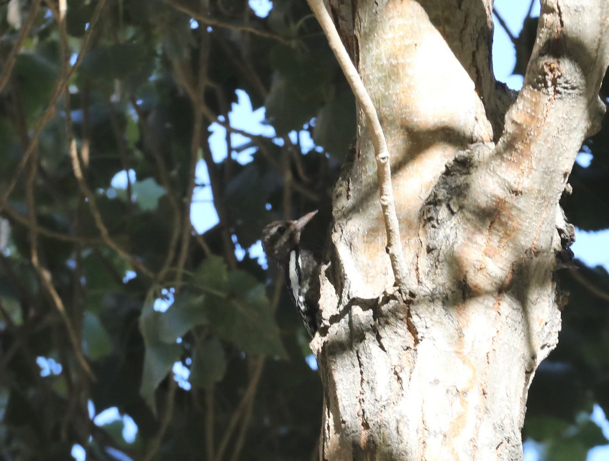 sapsucker sp. - Kerry Ross