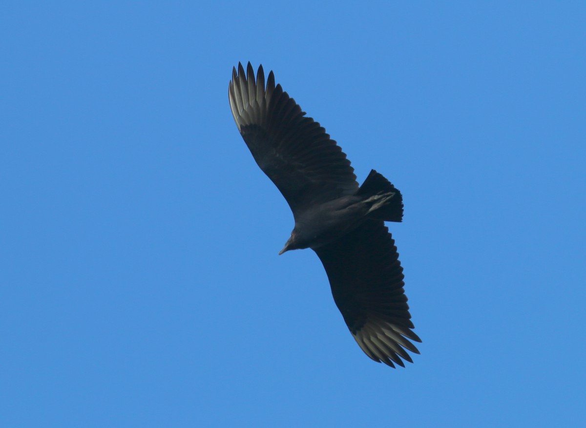 Black Vulture - Devin Griffiths