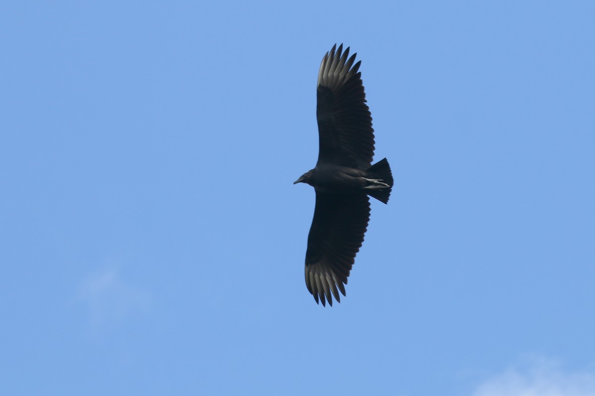 Black Vulture - Devin Griffiths