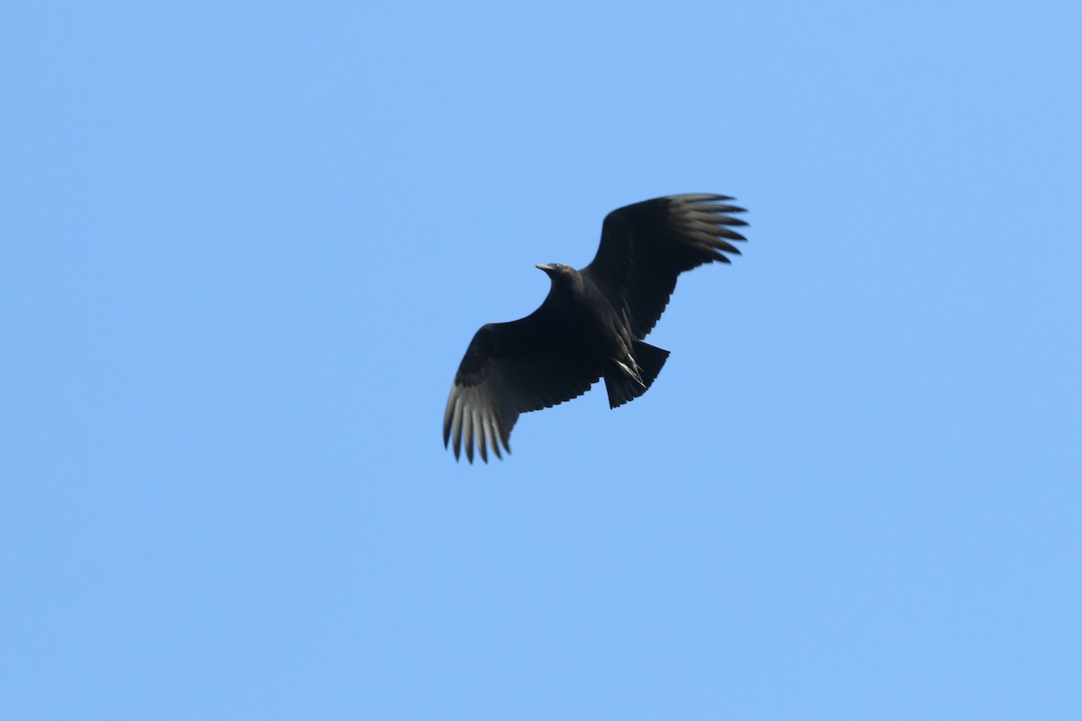 Black Vulture - Devin Griffiths