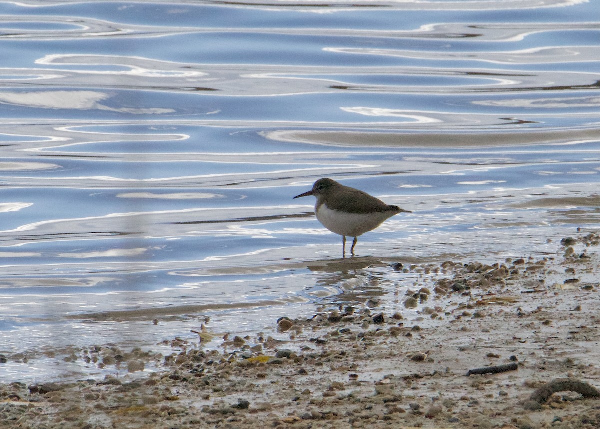 Spotted Sandpiper - Aaron Taylor
