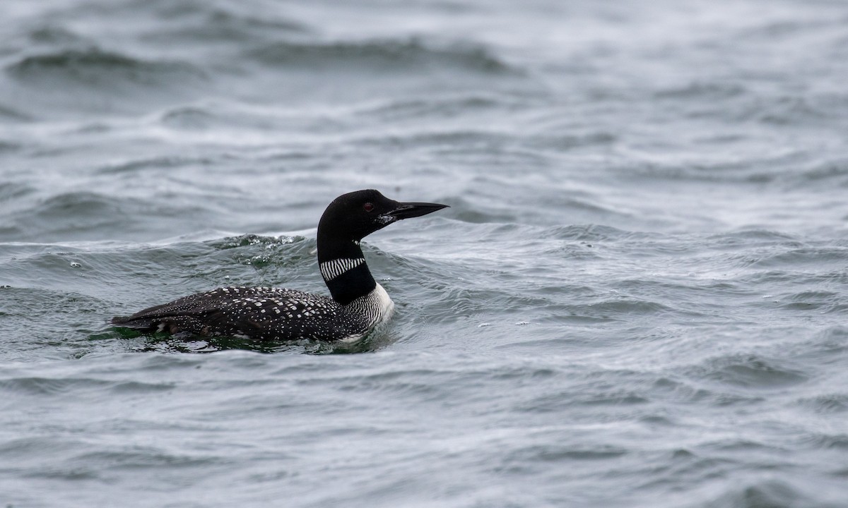 Common Loon - Drew Weber