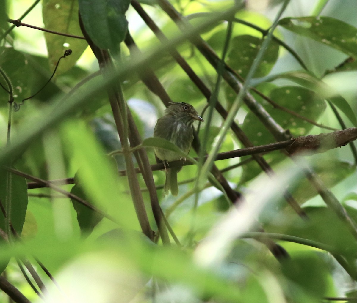 Long-crested Pygmy-Tyrant - Matt Yawney