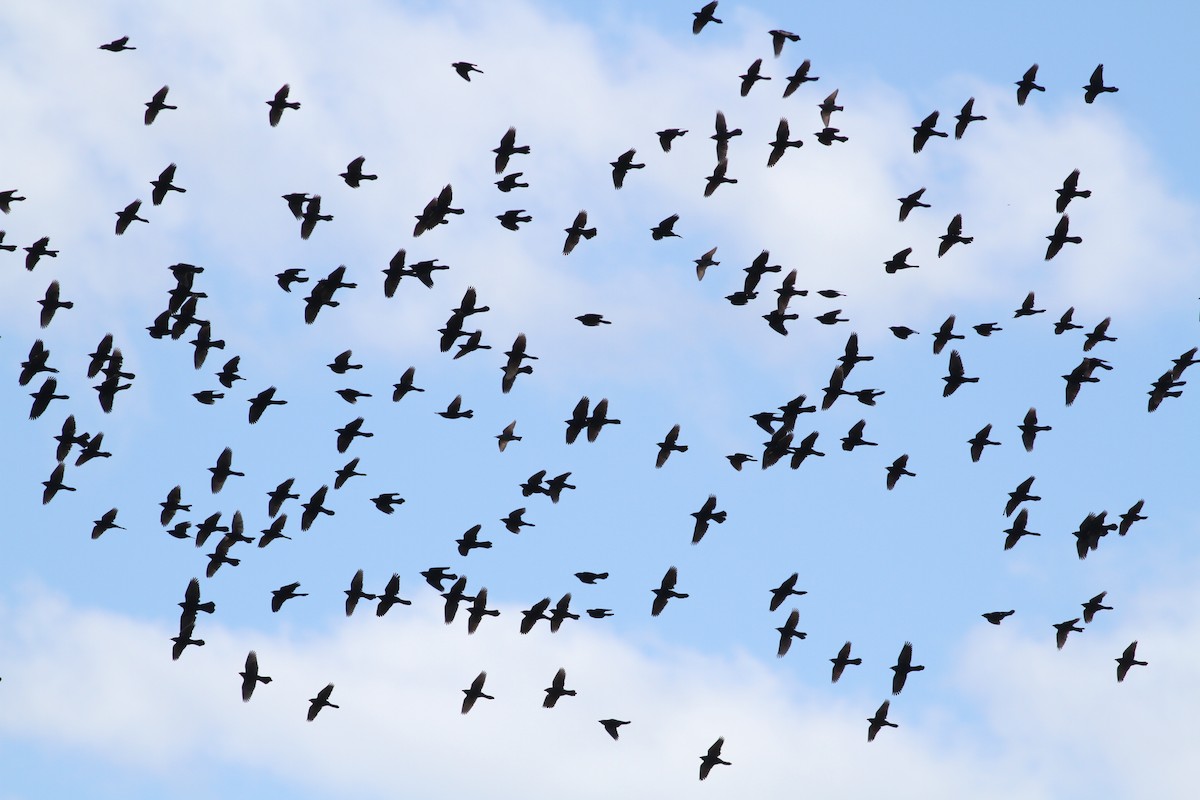 Common Grackle - ML38302171