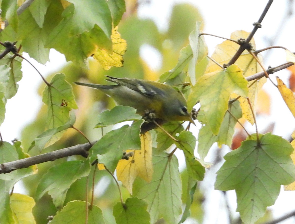 Northern Parula - ML383022521