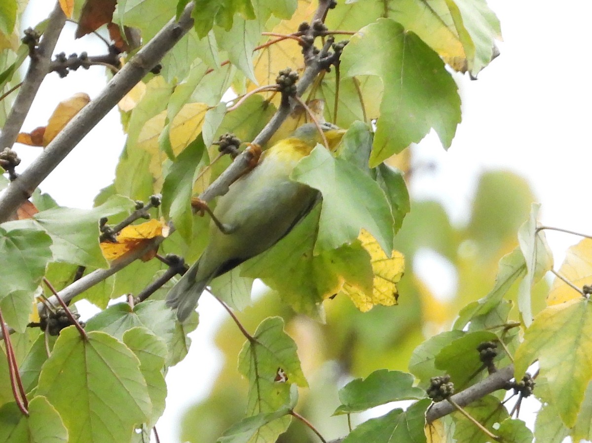Northern Parula - ML383022531