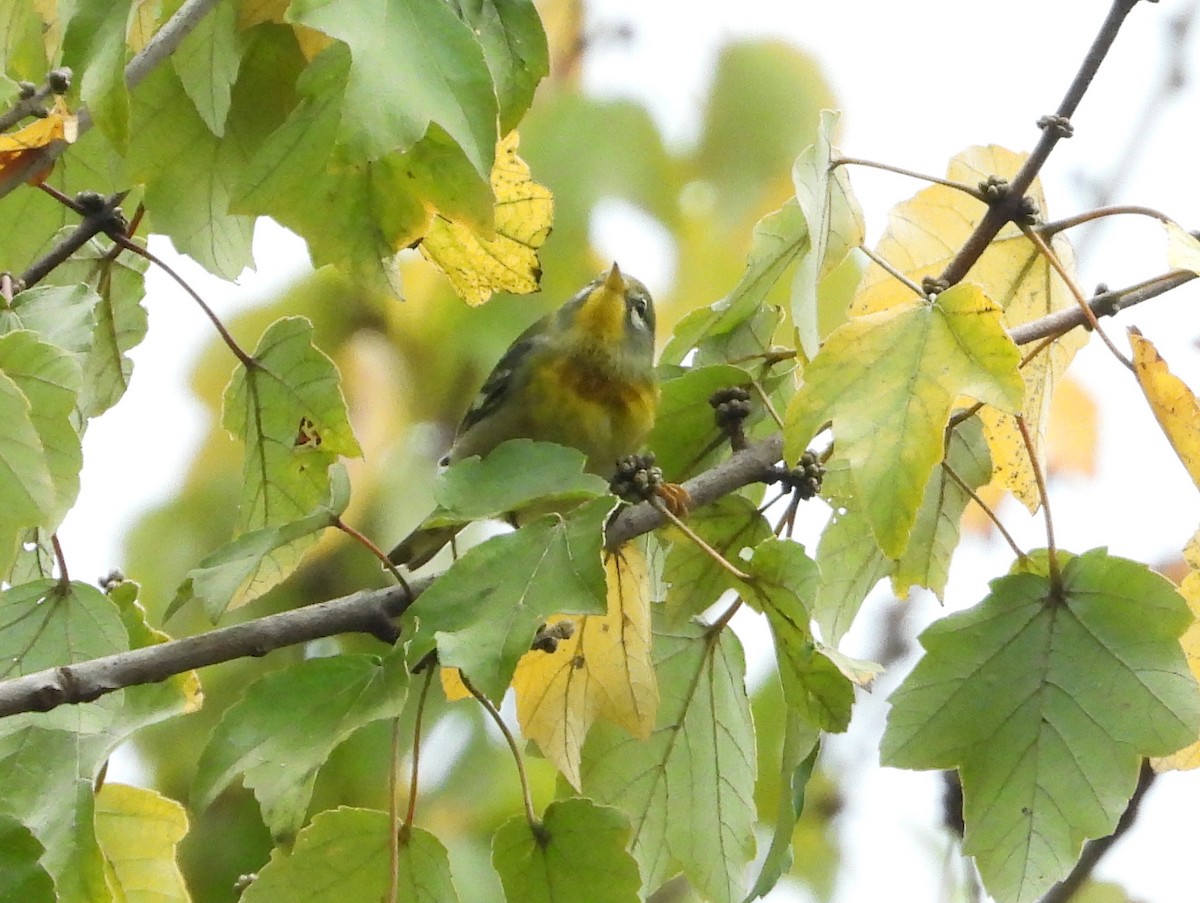 Northern Parula - ML383022541