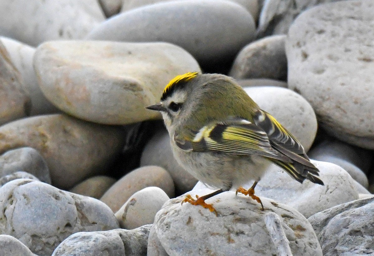 Roitelet à couronne dorée - ML383023331