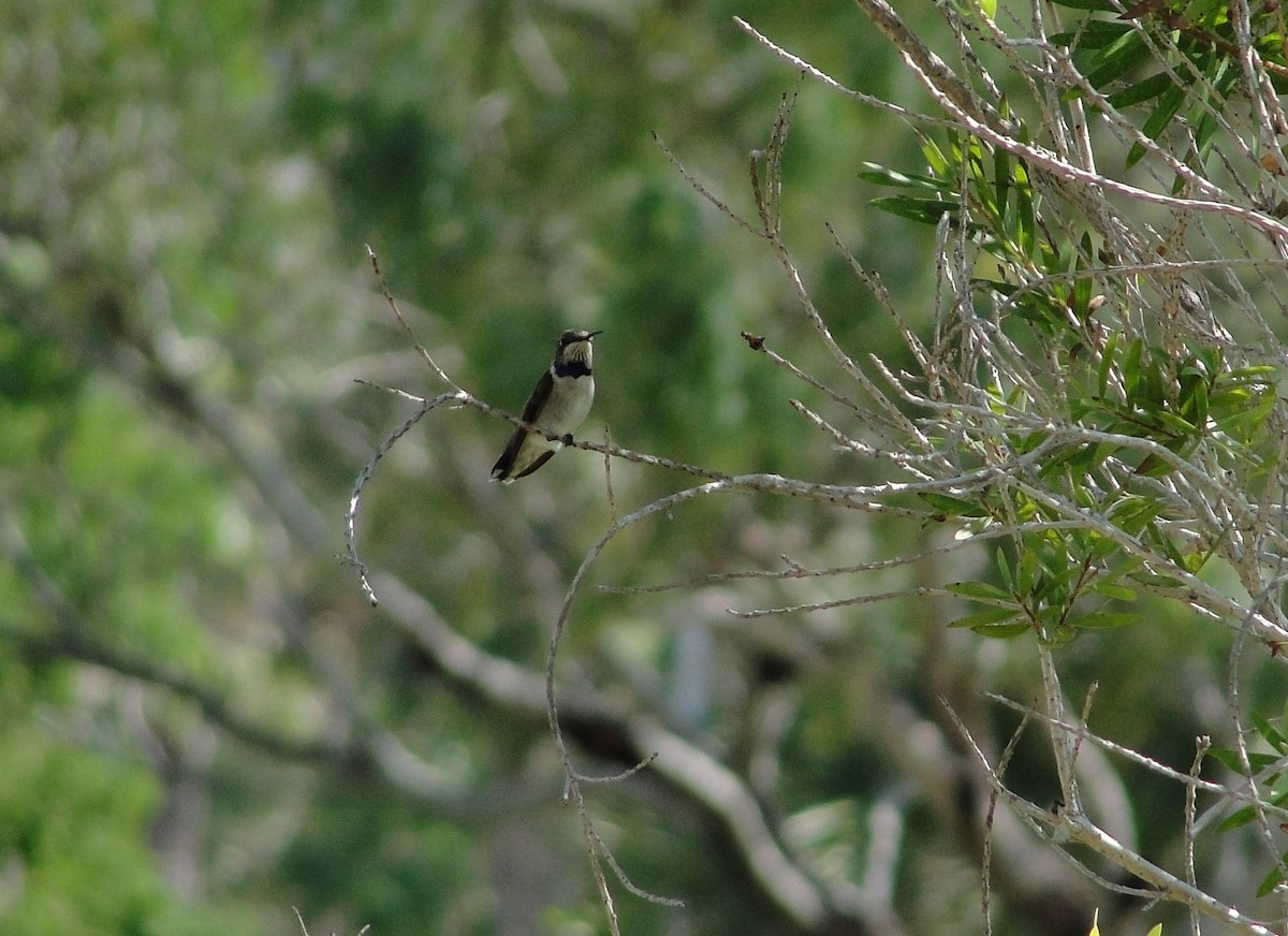 svartstrupekolibri - ML383025161