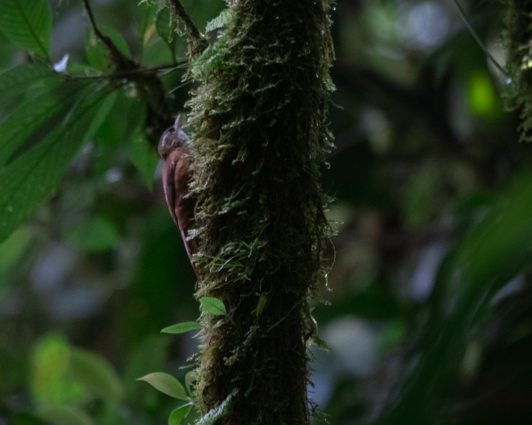 Ruddy Treerunner - ML383025671