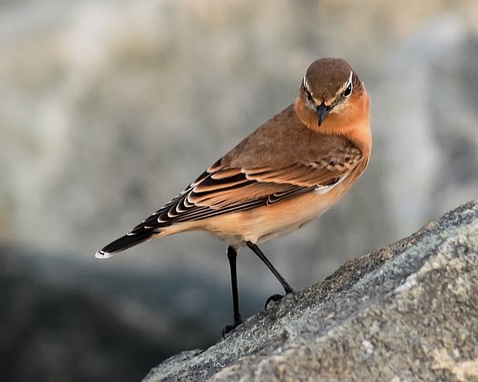 Northern Wheatear - ML383028111