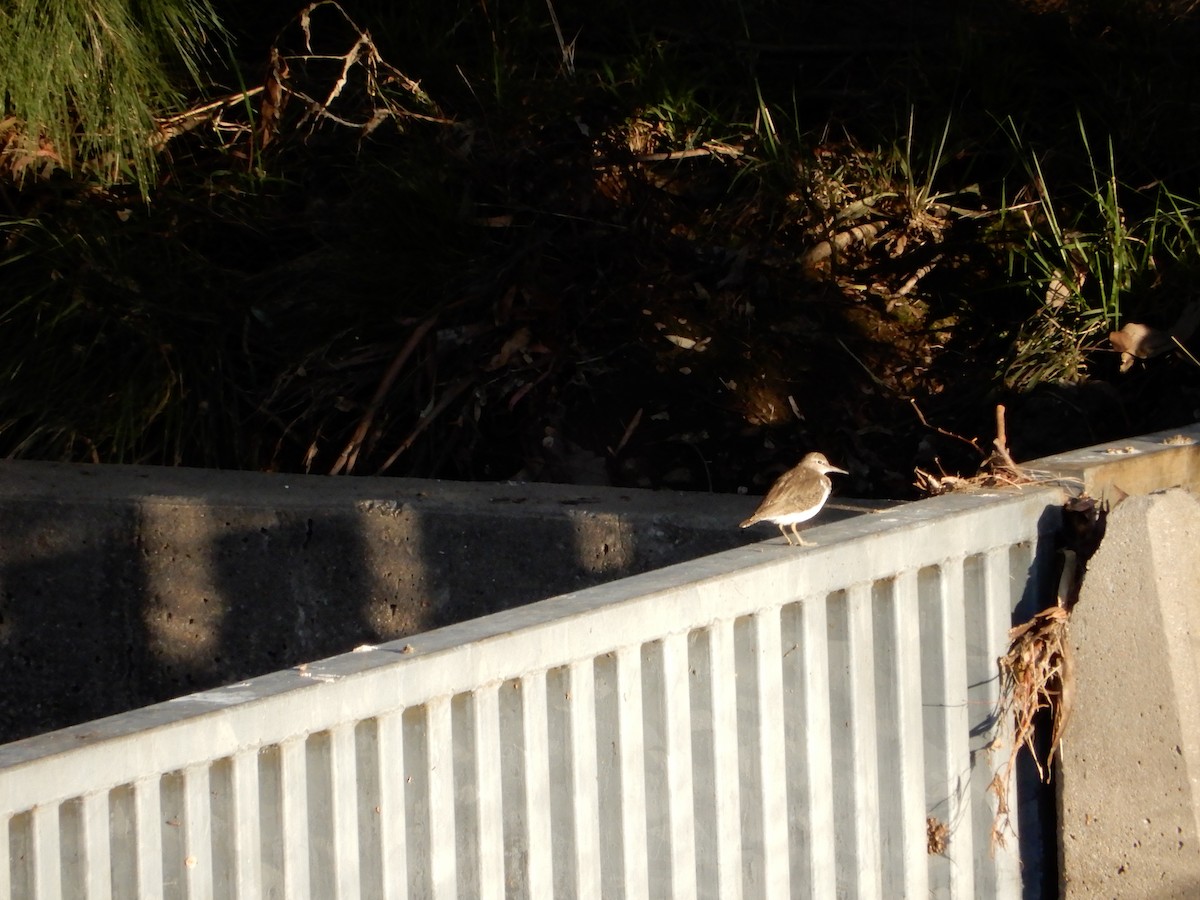 Common Sandpiper - ML383028251