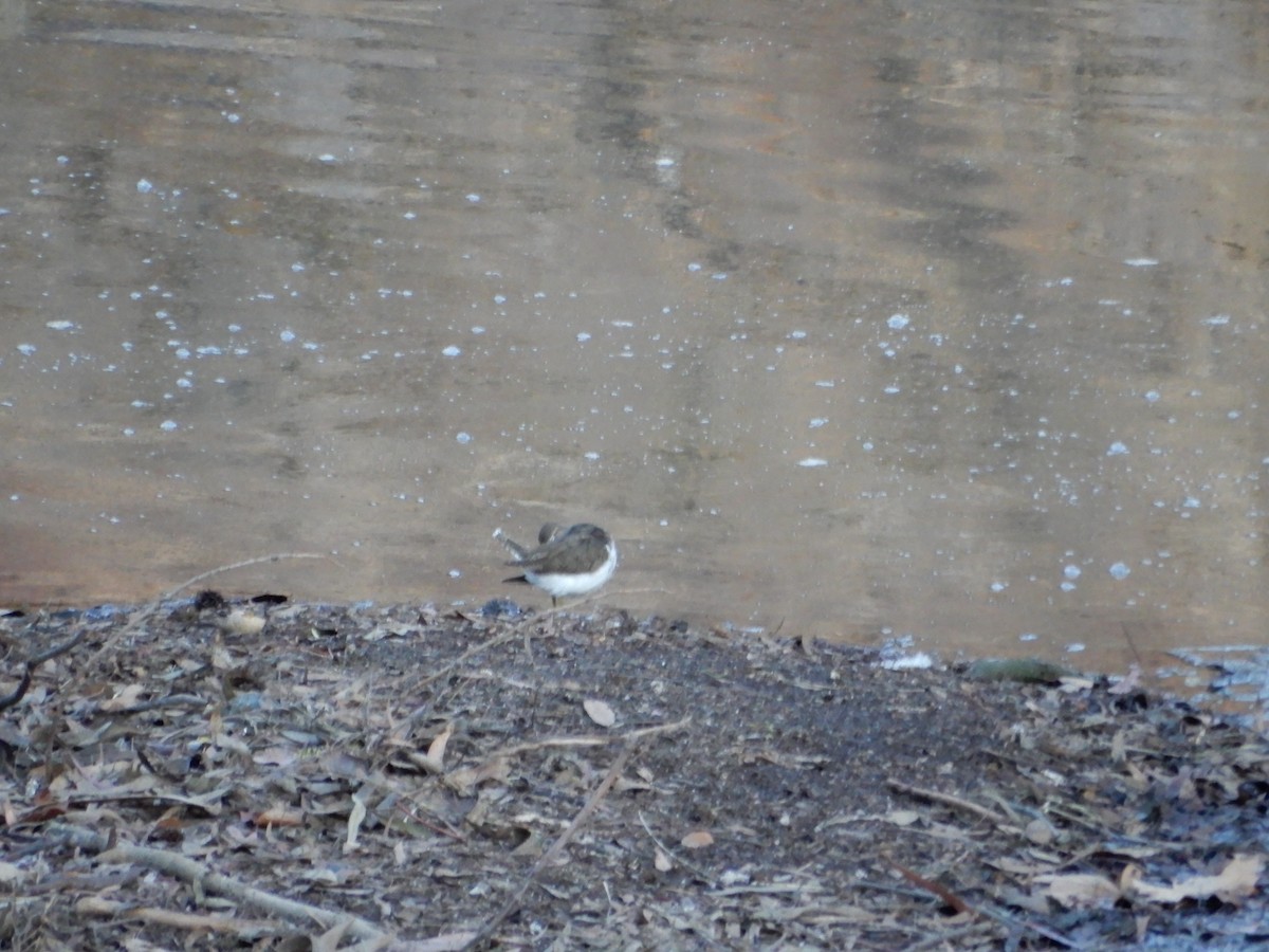 Common Sandpiper - ML383029621