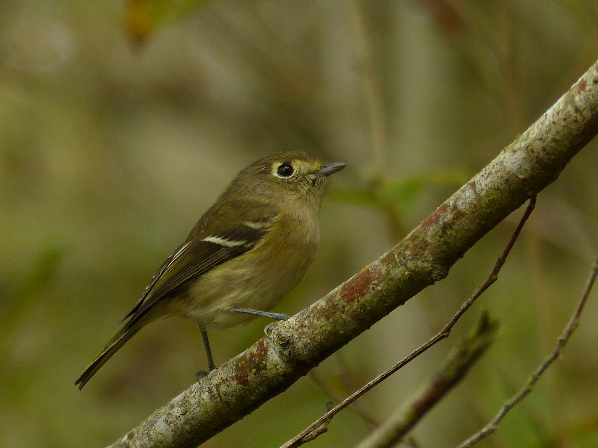 Vireo de Hutton - ML38303011