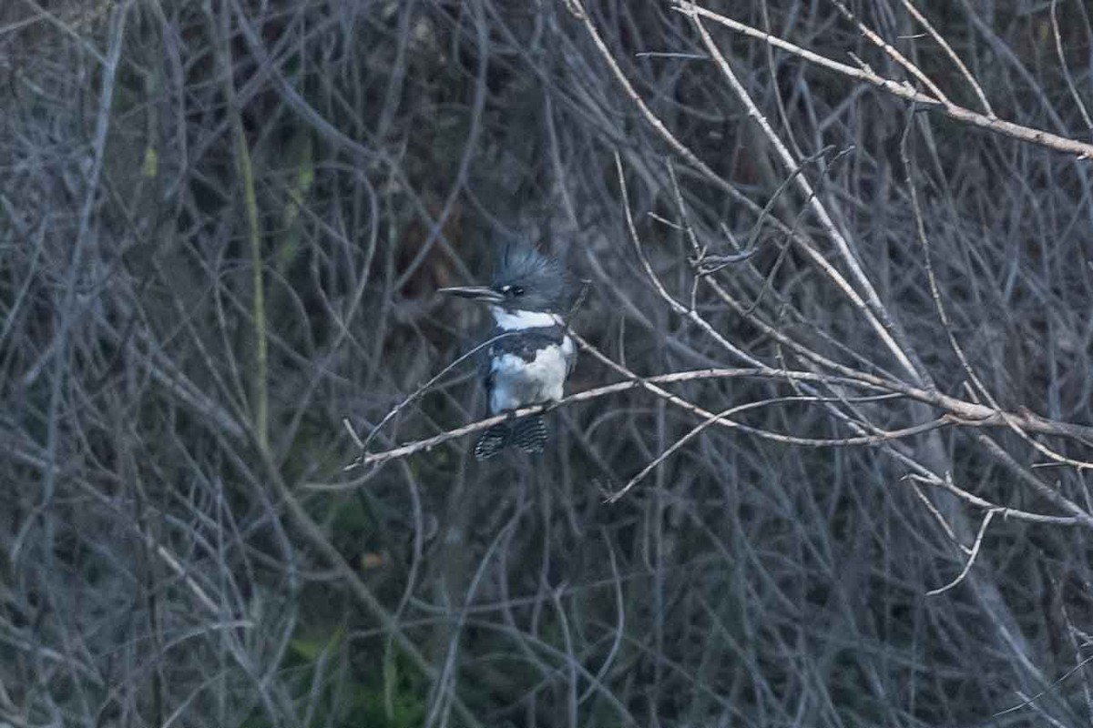 Belted Kingfisher - ML383031931