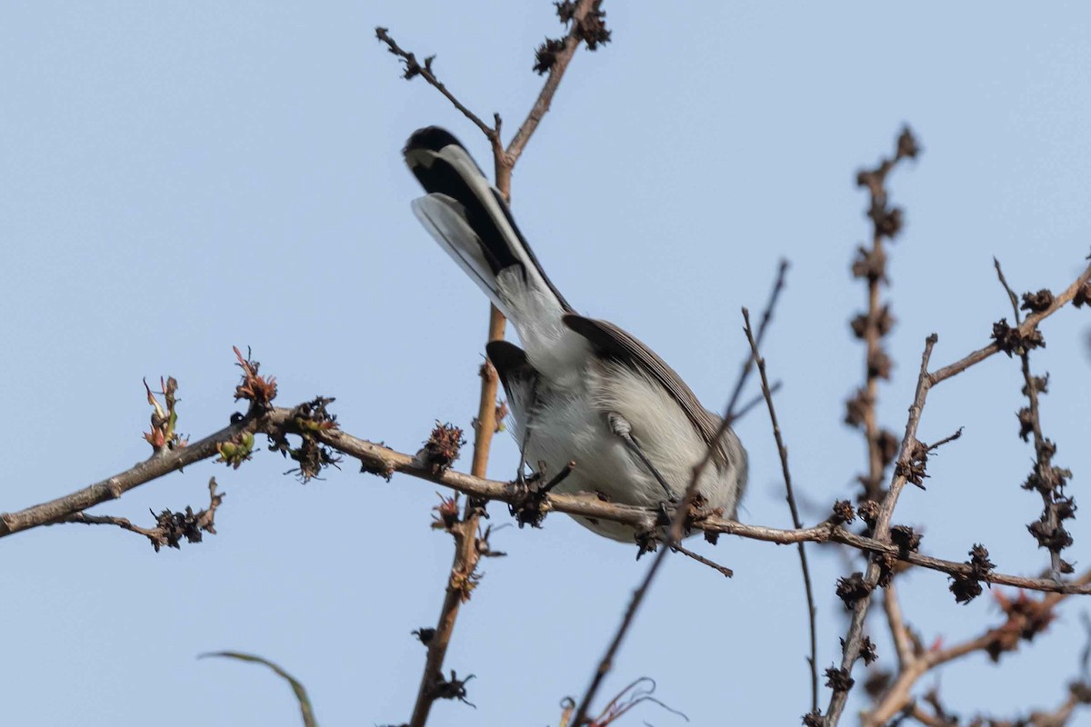 Blue-gray Gnatcatcher - James McNamara