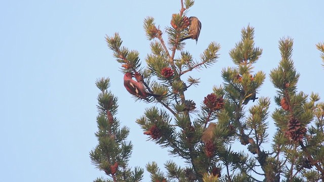 White-winged Crossbill - ML383032651