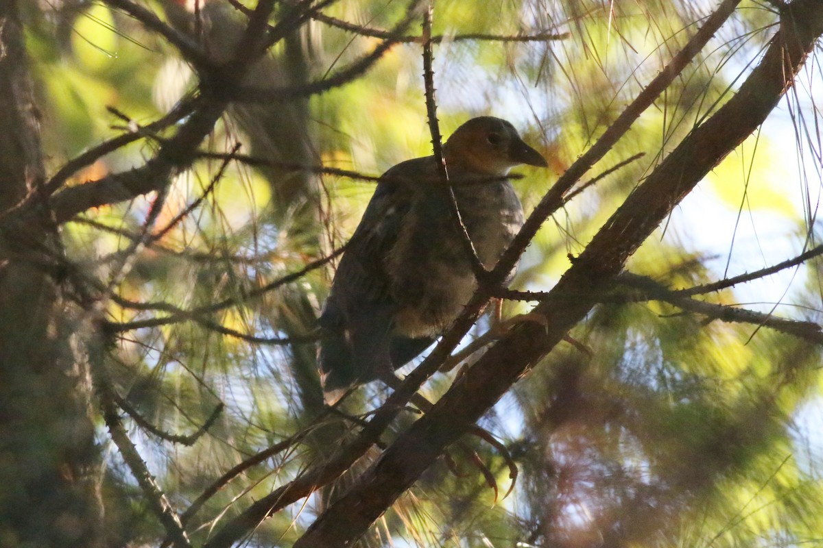 Purple Gallinule - ML38303351