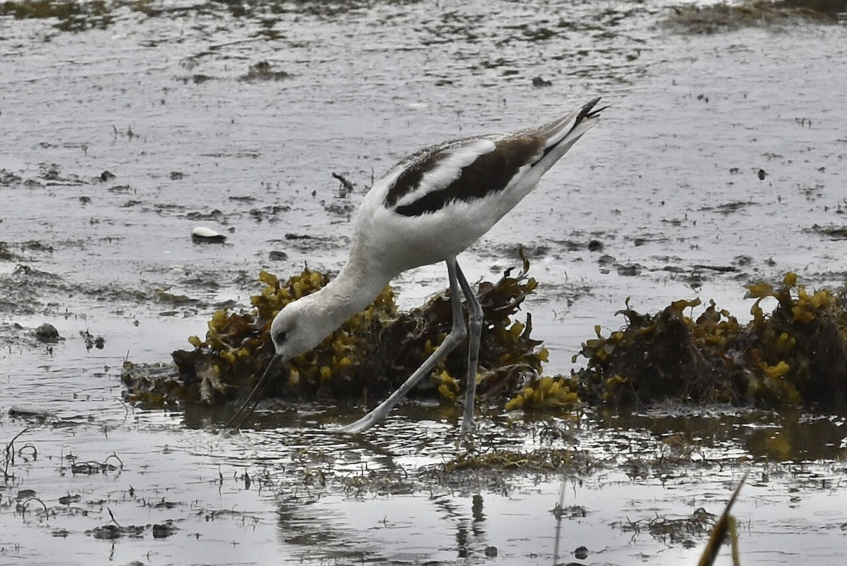 American Avocet - ML383033641