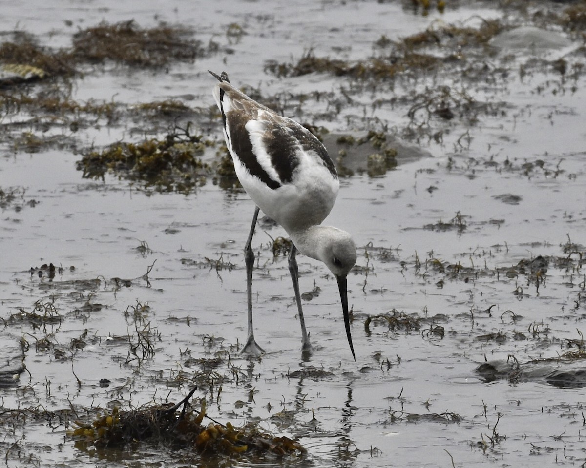 American Avocet - ML383033651