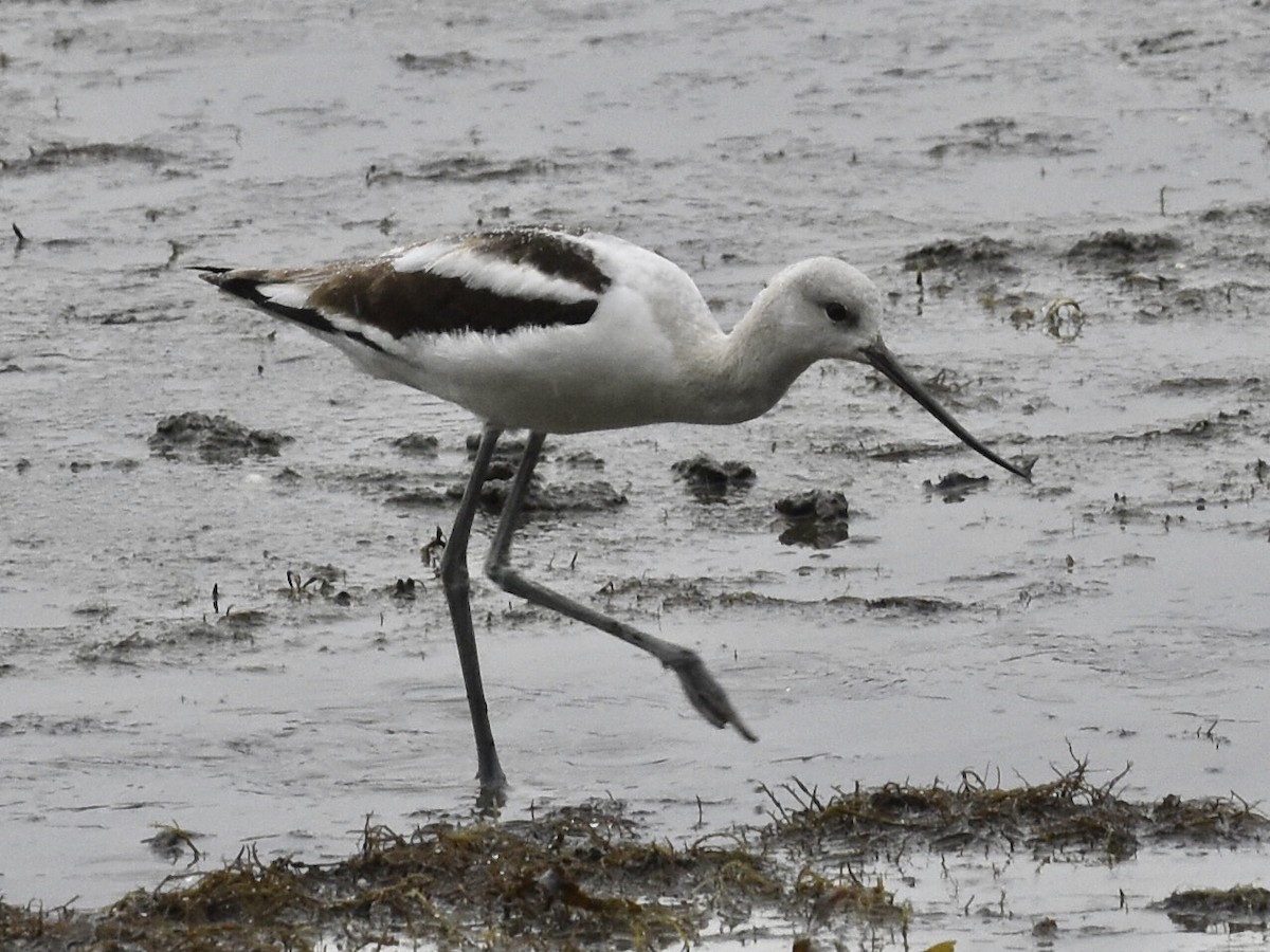 American Avocet - ML383033681