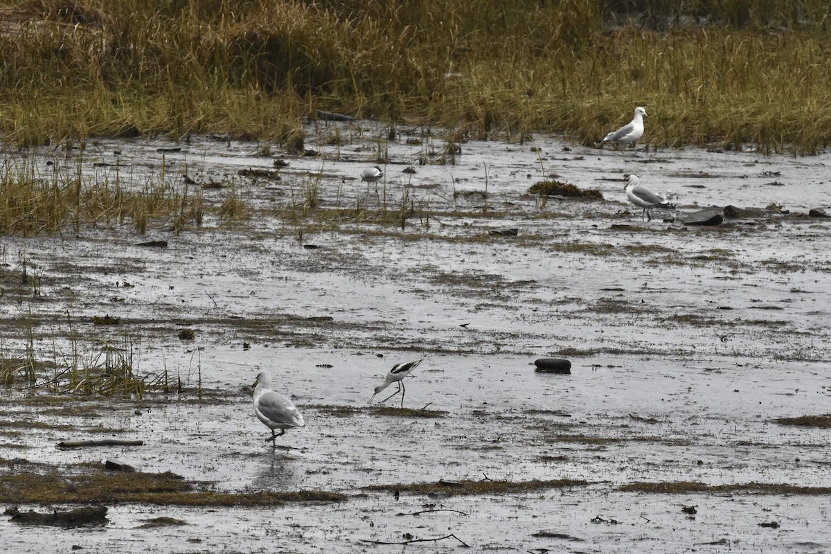 American Avocet - ML383033691