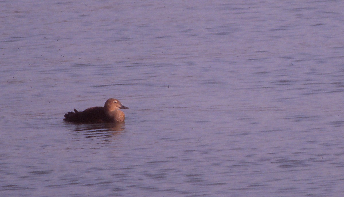 King Eider - Andrew Engilis