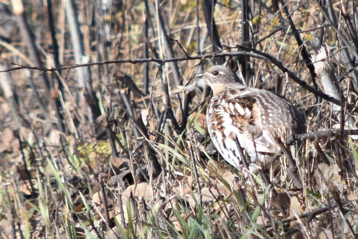 Ruffed Grouse - ML383035281