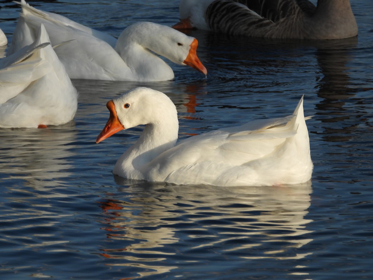 Graylag Goose (Domestic type) - ML383036781