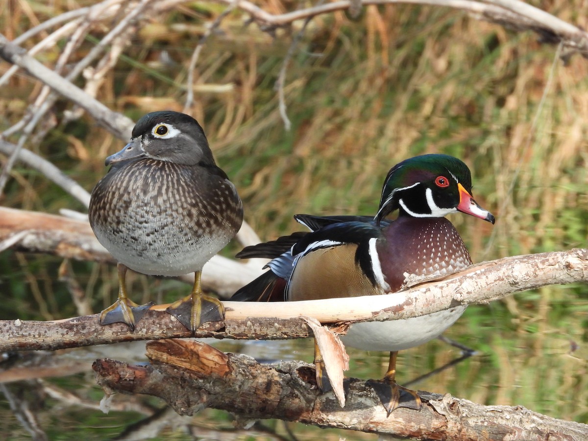 Wood Duck - Sara Masuda