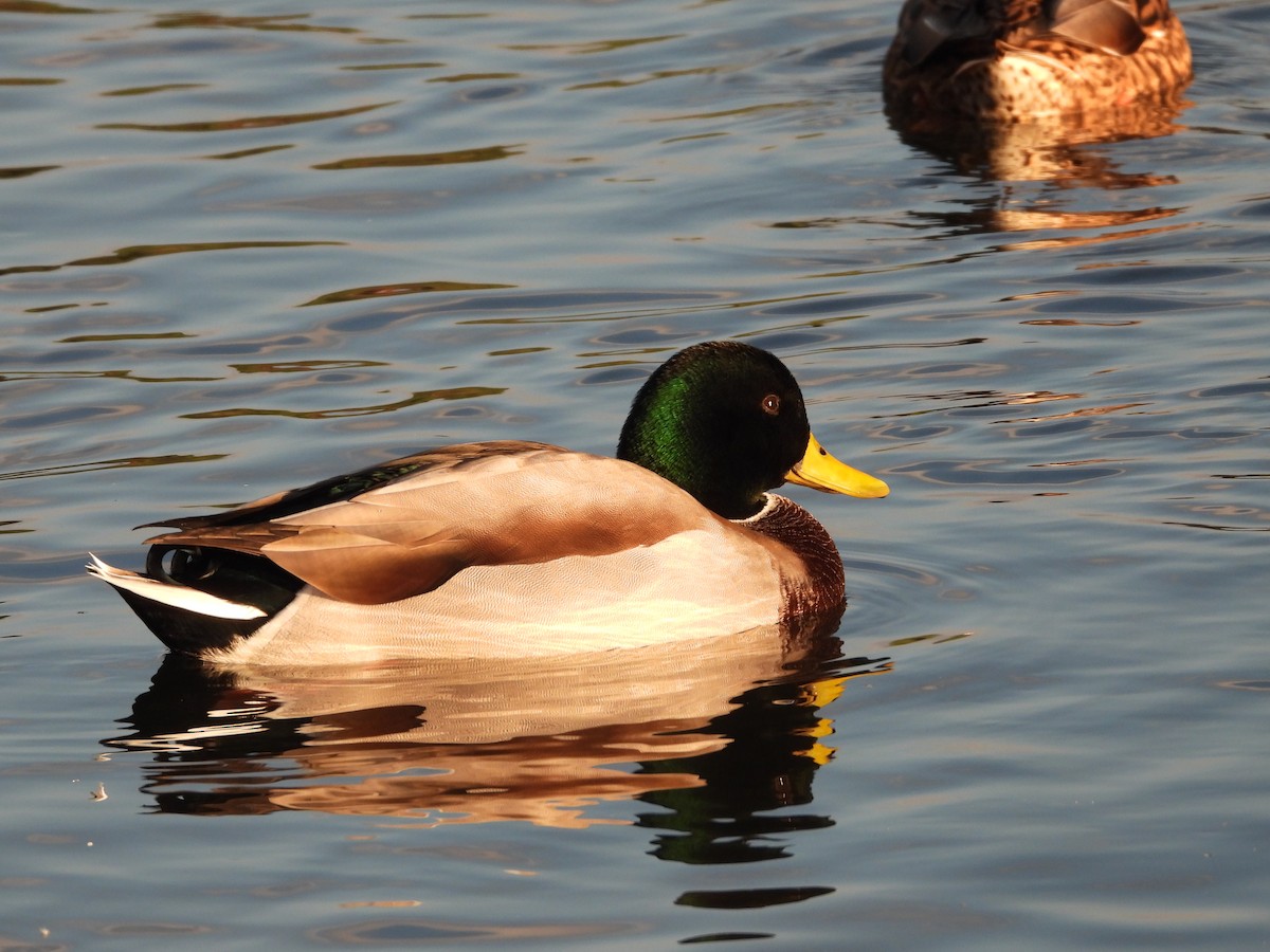 Mallard (Domestic type) - ML383037931