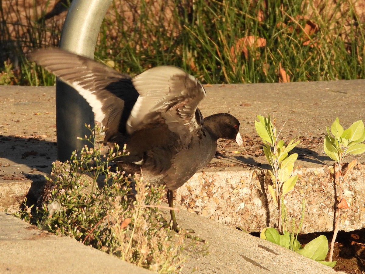 American Coot - ML383038511