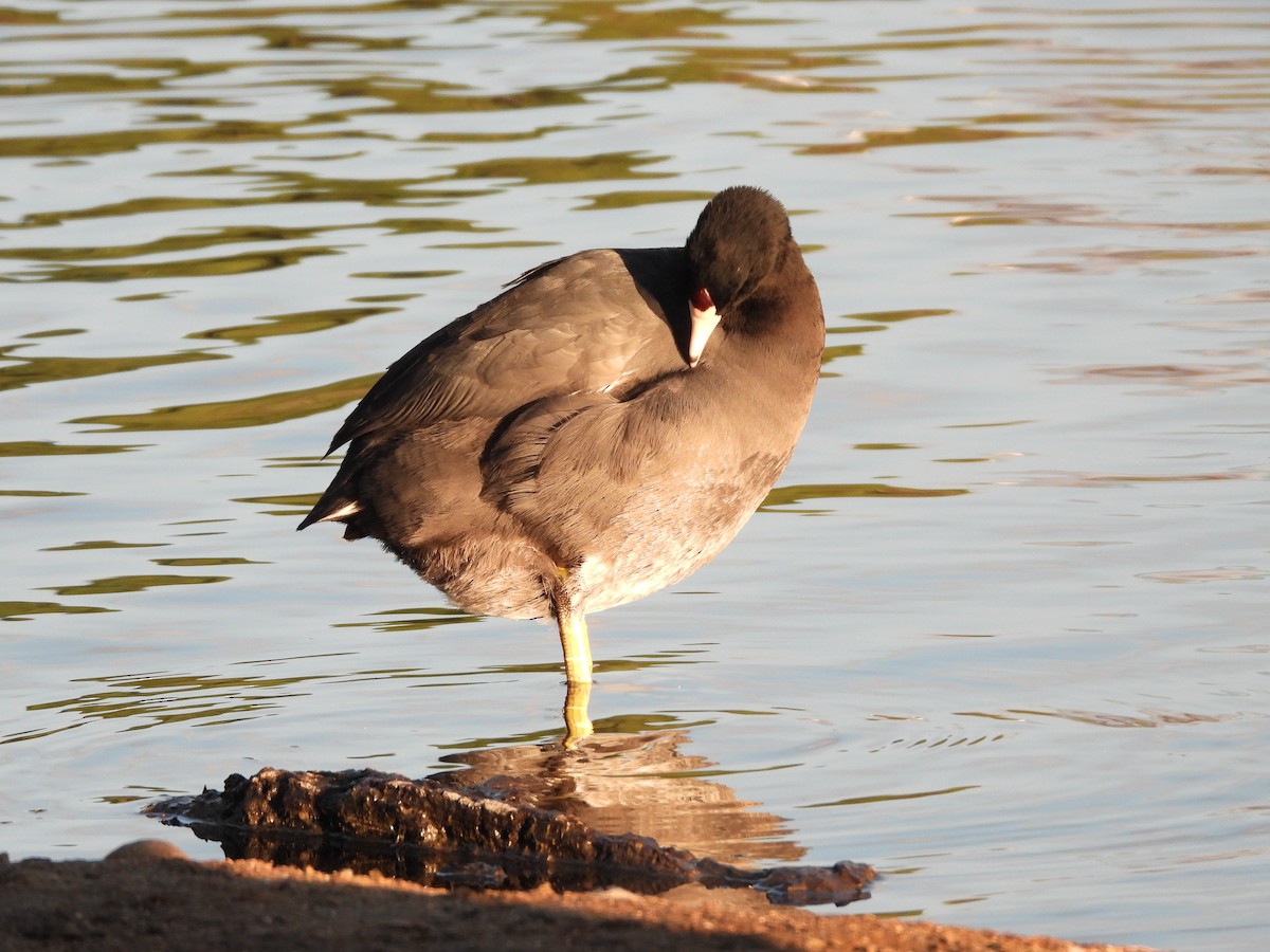 American Coot - Sara Masuda