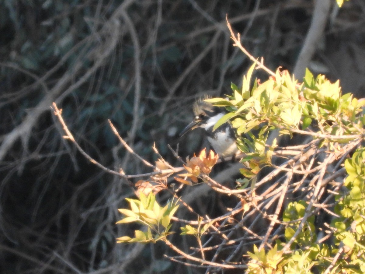 Belted Kingfisher - Sara Masuda