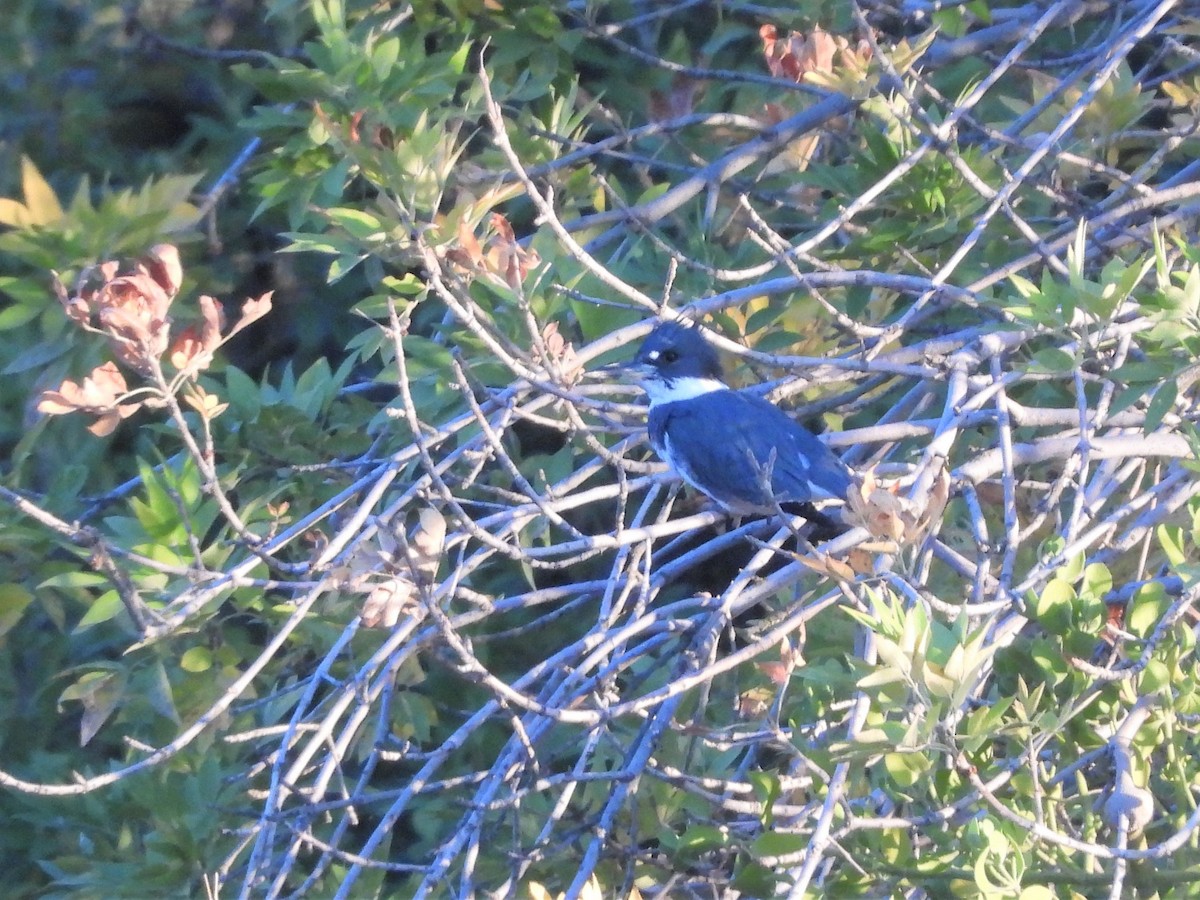 Belted Kingfisher - ML383039391