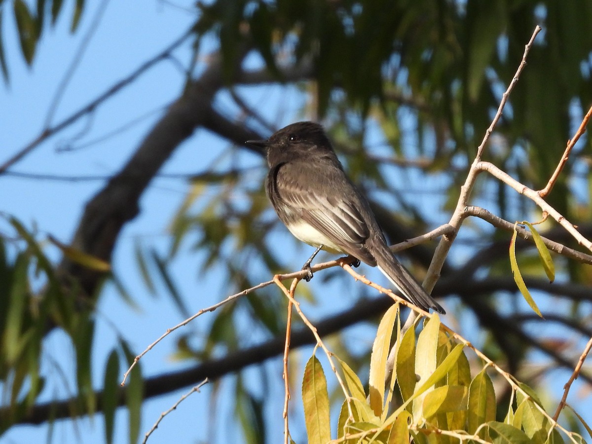 Black Phoebe - ML383039611