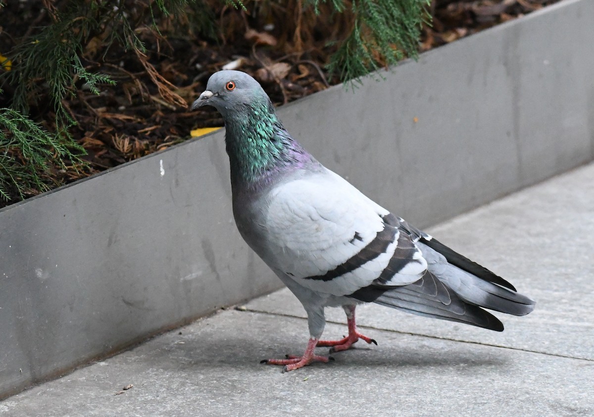 Rock Pigeon (Feral Pigeon) - ML383040011