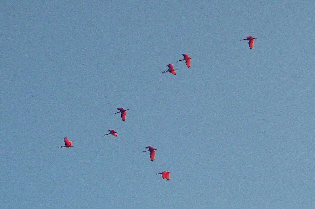 Scarlet Ibis - ML38304051