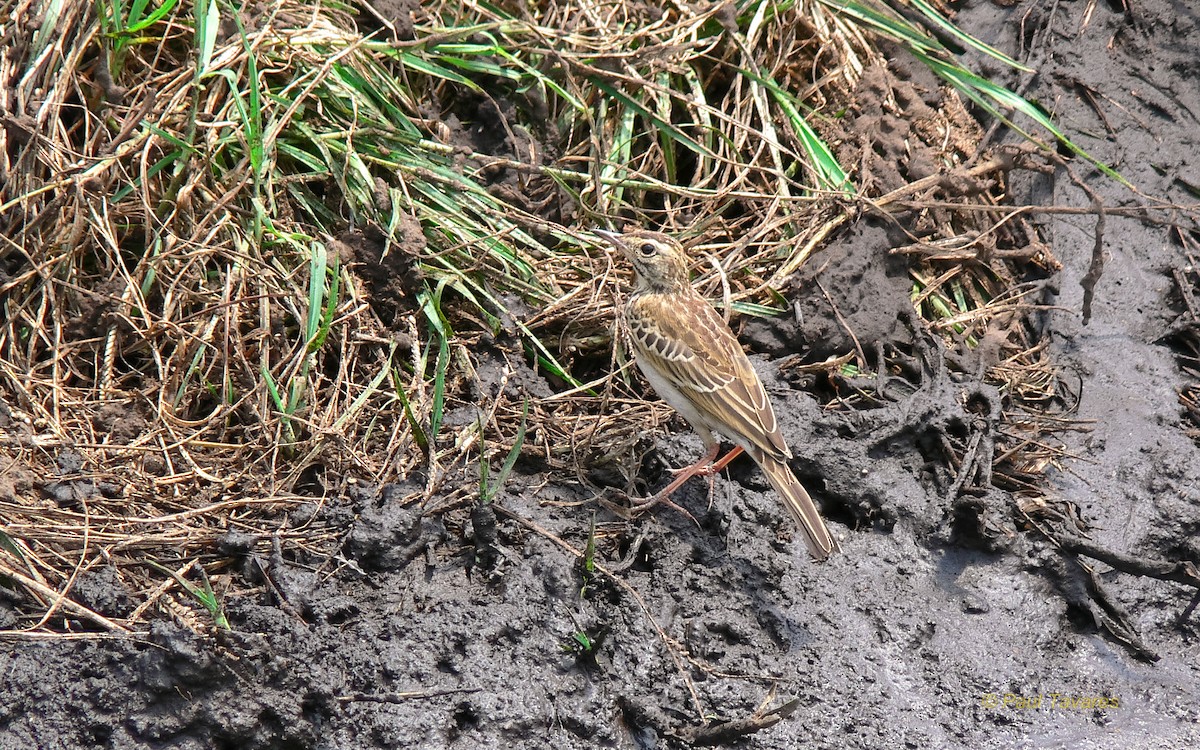 African Pipit - ML38304081