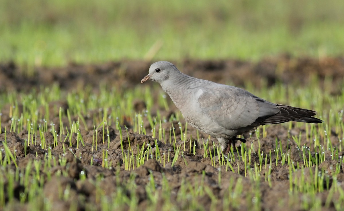 Stock Dove - Adrien Mauss