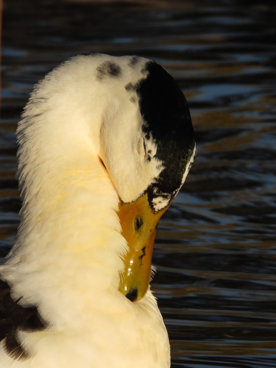 Mallard (Domestic type) - ML383041121