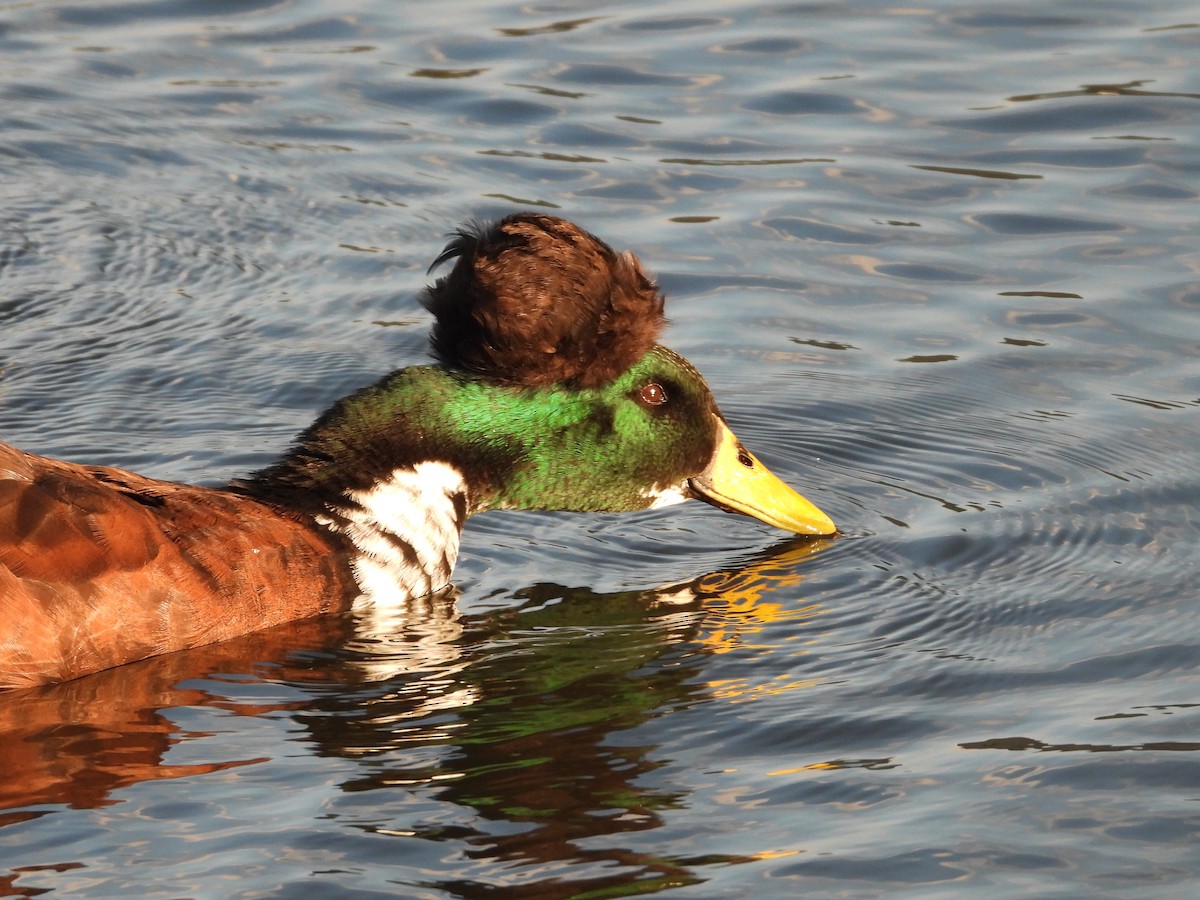 Fehlfarben-Stockente/Hausente - ML383041131