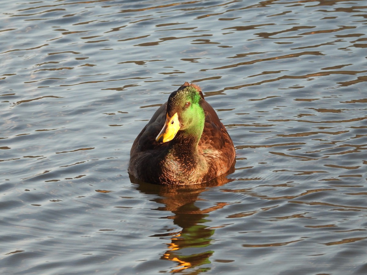 Mallard (Domestic type) - ML383041141