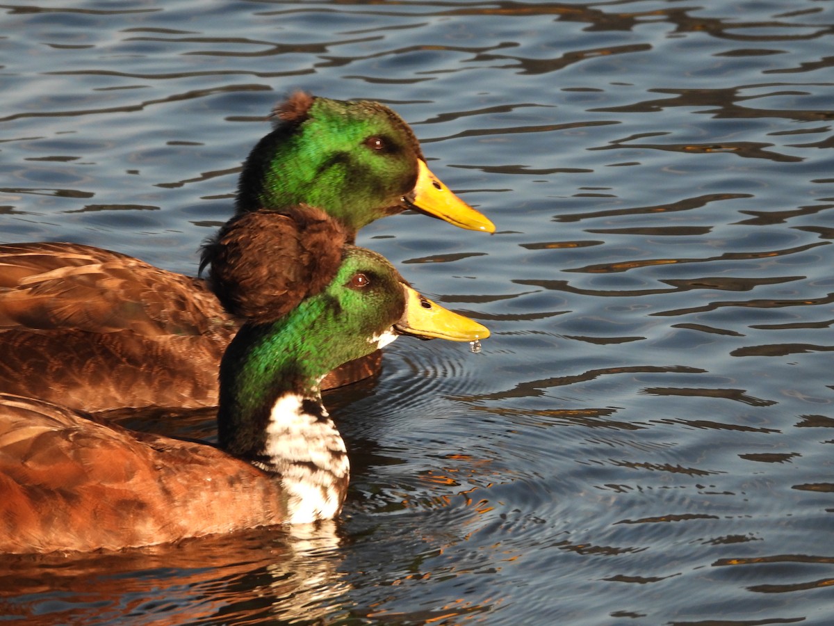 Mallard (Domestic type) - Sara Masuda