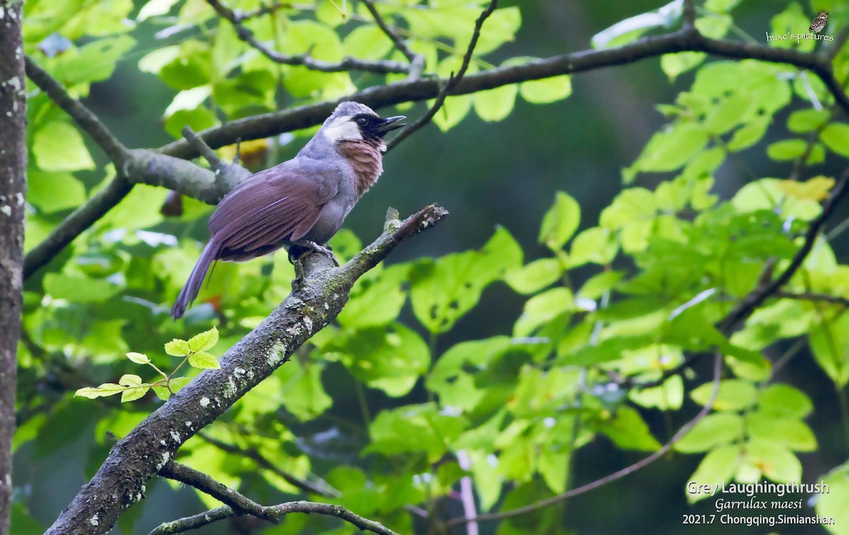 Gray Laughingthrush - ML383043291