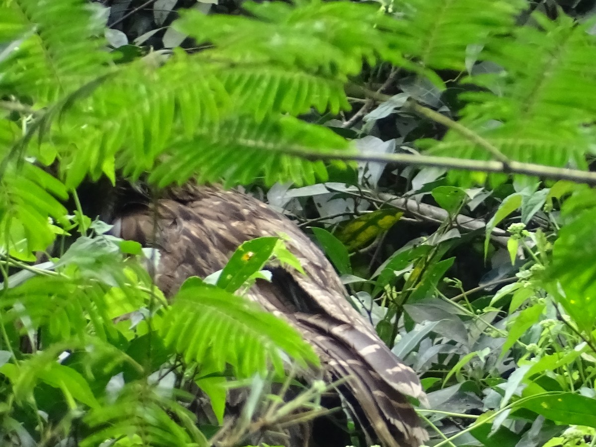 Brown Fish-Owl - ML383043511