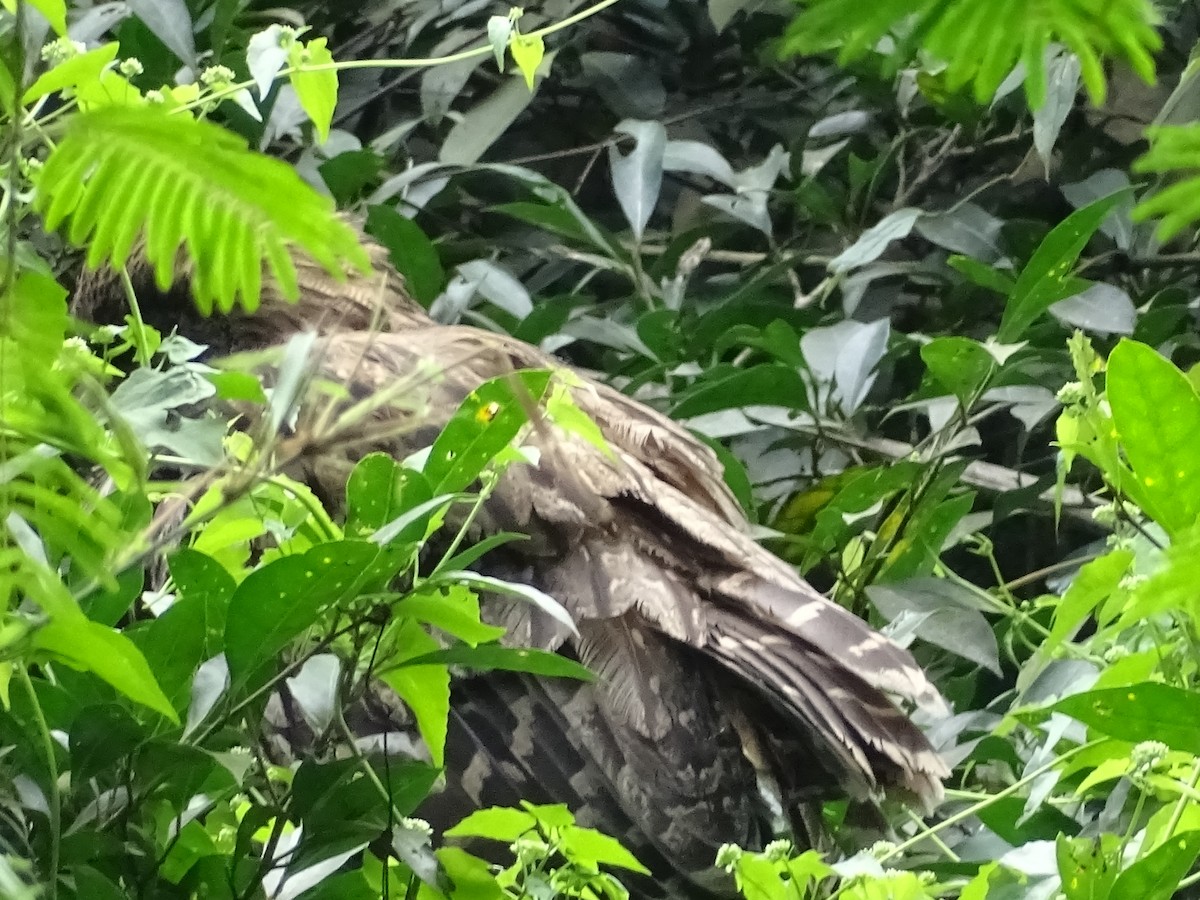 Brown Fish-Owl - ML383043531